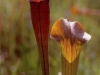 carnivorous-plants-and-their-habitats-42