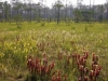 carnivorous-plants-and-their-habitats-43