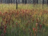 carnivorous-plants-and-their-habitats-44