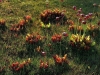 carnivorous-plants-and-their-habitats-45