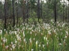 carnivorous-plants-and-their-habitats-46