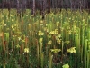 carnivorous-plants-and-their-habitats-47