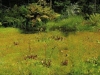 carnivorous-plants-and-their-habitats-48