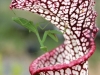 carnivorous-plants-and-their-habitats-49