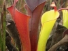 carnivorous-plants-and-their-habitats-50