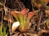 carnivorous-plants-and-their-habitats-51