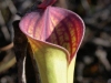carnivorous-plants-and-their-habitats-52