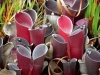 carnivorous-plants-and-their-habitats-53