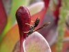 carnivorous-plants-and-their-habitats-54