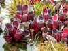 carnivorous-plants-and-their-habitats-55