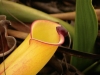 carnivorous-plants-and-their-habitats-56