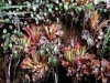 carnivorous-plants-and-their-habitats-57