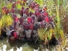 carnivorous-plants-and-their-habitats-58