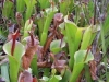 carnivorous-plants-and-their-habitats-59