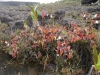 carnivorous-plants-and-their-habitats-60
