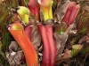 carnivorous-plants-and-their-habitats-61