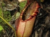 carnivorous-plants-and-their-habitats-62