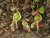 carnivorous-plants-and-their-habitats-63