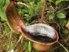 carnivorous-plants-and-their-habitats-64