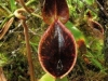 carnivorous-plants-and-their-habitats-65