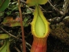carnivorous-plants-and-their-habitats-66