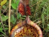 carnivorous-plants-and-their-habitats-67
