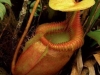 carnivorous-plants-and-their-habitats-68