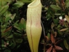 carnivorous-plants-and-their-habitats-69