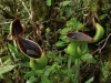 carnivorous-plants-and-their-habitats-70