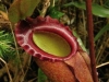 carnivorous-plants-and-their-habitats-71