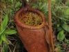 carnivorous-plants-and-their-habitats-72