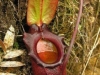 carnivorous-plants-and-their-habitats-73