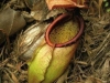 carnivorous-plants-and-their-habitats-74
