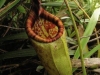 carnivorous-plants-and-their-habitats-75