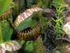 carnivorous-plants-and-their-habitats-76