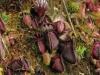 carnivorous-plants-and-their-habitats-77