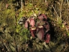 carnivorous-plants-and-their-habitats-78