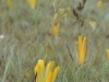 carnivorous-plants-and-their-habitats-79