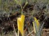 carnivorous-plants-and-their-habitats-80