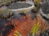 carnivorous-plants-and-their-habitats-81