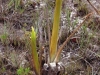 carnivorous-plants-and-their-habitats-82