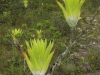 carnivorous-plants-and-their-habitats-84