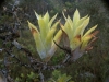 carnivorous-plants-and-their-habitats-85