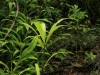 carnivorous-plants-and-their-habitats-86