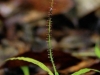 carnivorous-plants-and-their-habitats-88