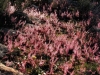 carnivorous-plants-and-their-habitats-90