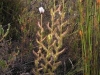 carnivorous-plants-and-their-habitats-94