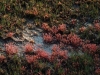 carnivorous-plants-and-their-habitats-96