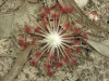 carnivorous-plants-and-their-habitats-98