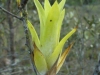 47-catopsis-berteroniana